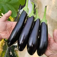 تصویر 3 از فروش بادمجان سیلیسیا + قیمت خرید به صرفه